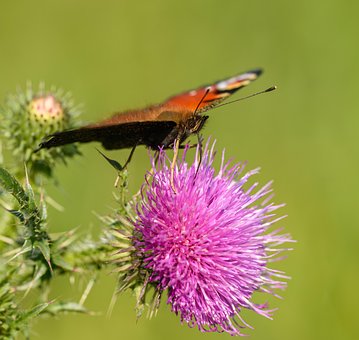 Free Butterfly Peacock Butterfly photo and picture