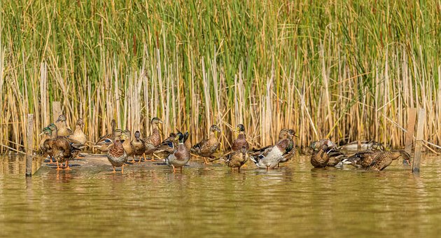 Free Ducks Wild Ducks photo and picture