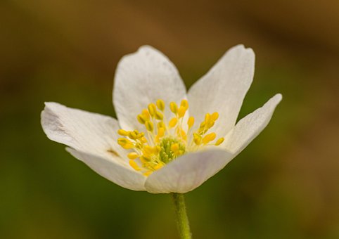 Free Flower Anemone photo and picture