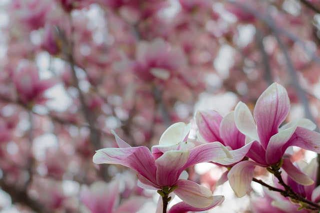 Bloom, Florescer, Primavera, Natureza