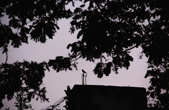 Free Crow Nature photo and picture