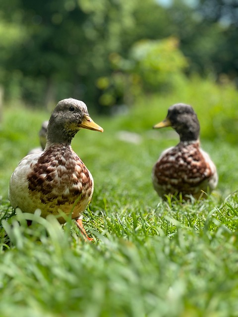 Ducks Grass Duck Couple - Free photo on Pixabay - Pixabay