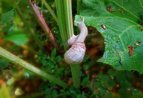 Snegl, Vinvinssnegl, Blad, Natur