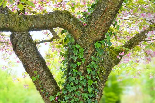 Træ, Bark, Vedbend, Planer, Blomst