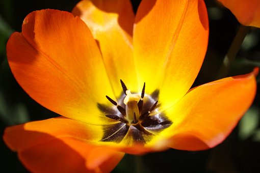 Flor, Natureza, Pétala, Planta