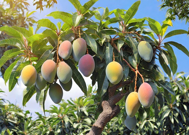 Free mango fruit nature illustration