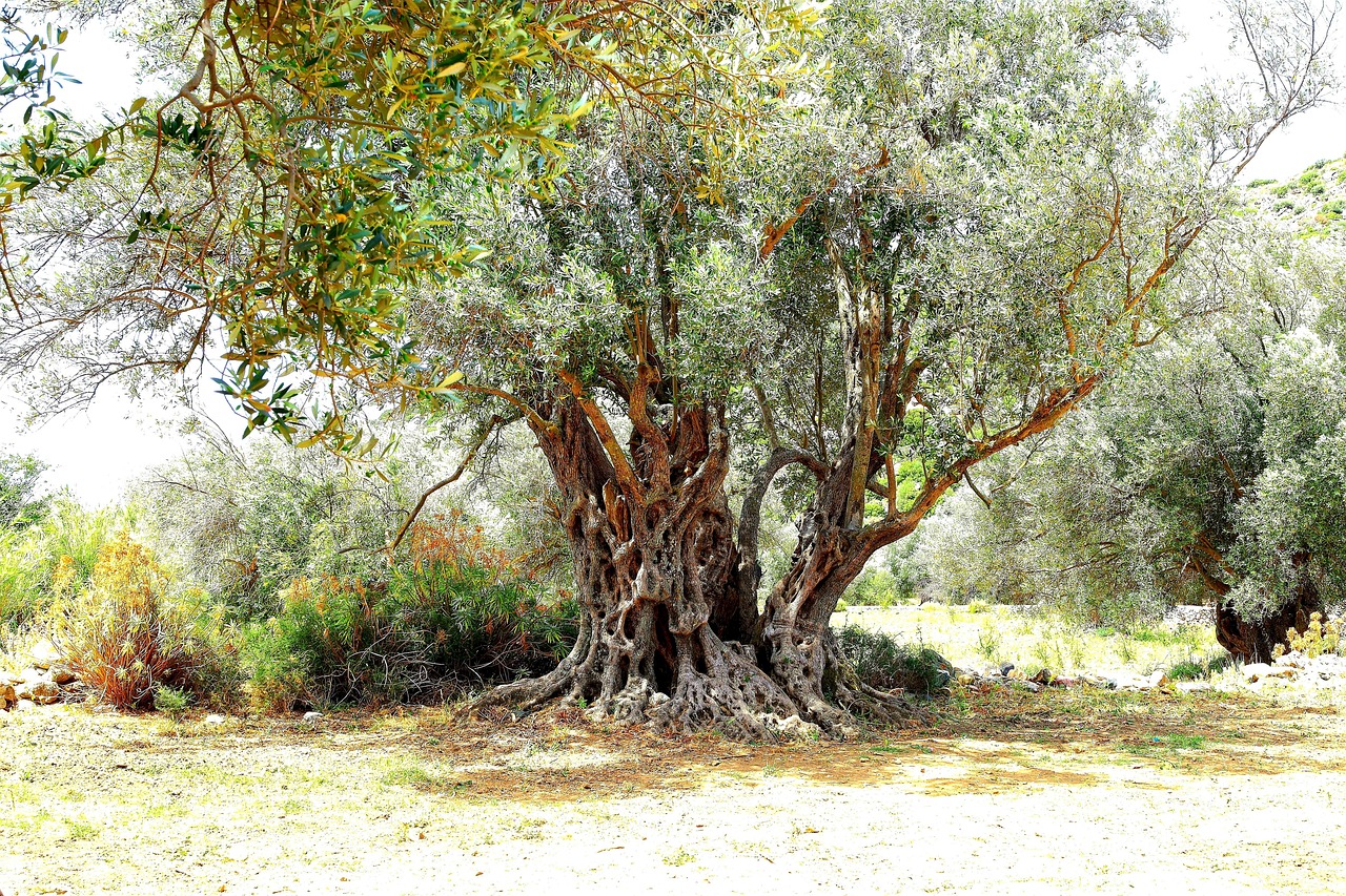 Plus De 200 000 Images De Arbre Olivier Et De Olivier Pixabay