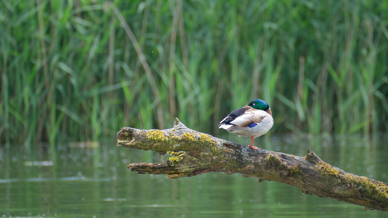 1,000+ Free Drake Và Vịt & Duck Photos - Pixabay