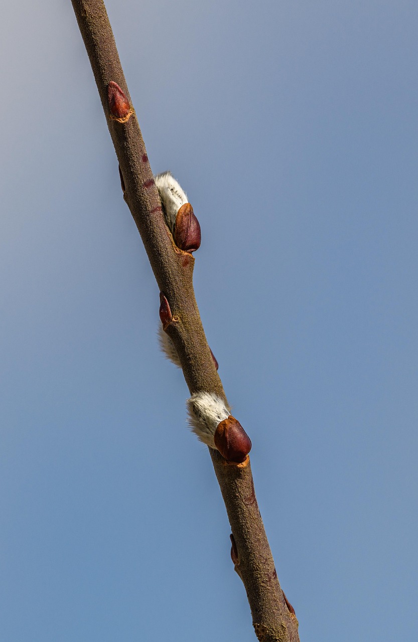 Download free HD stock image of Catkins Budding Free Catkins Budding photo and picture