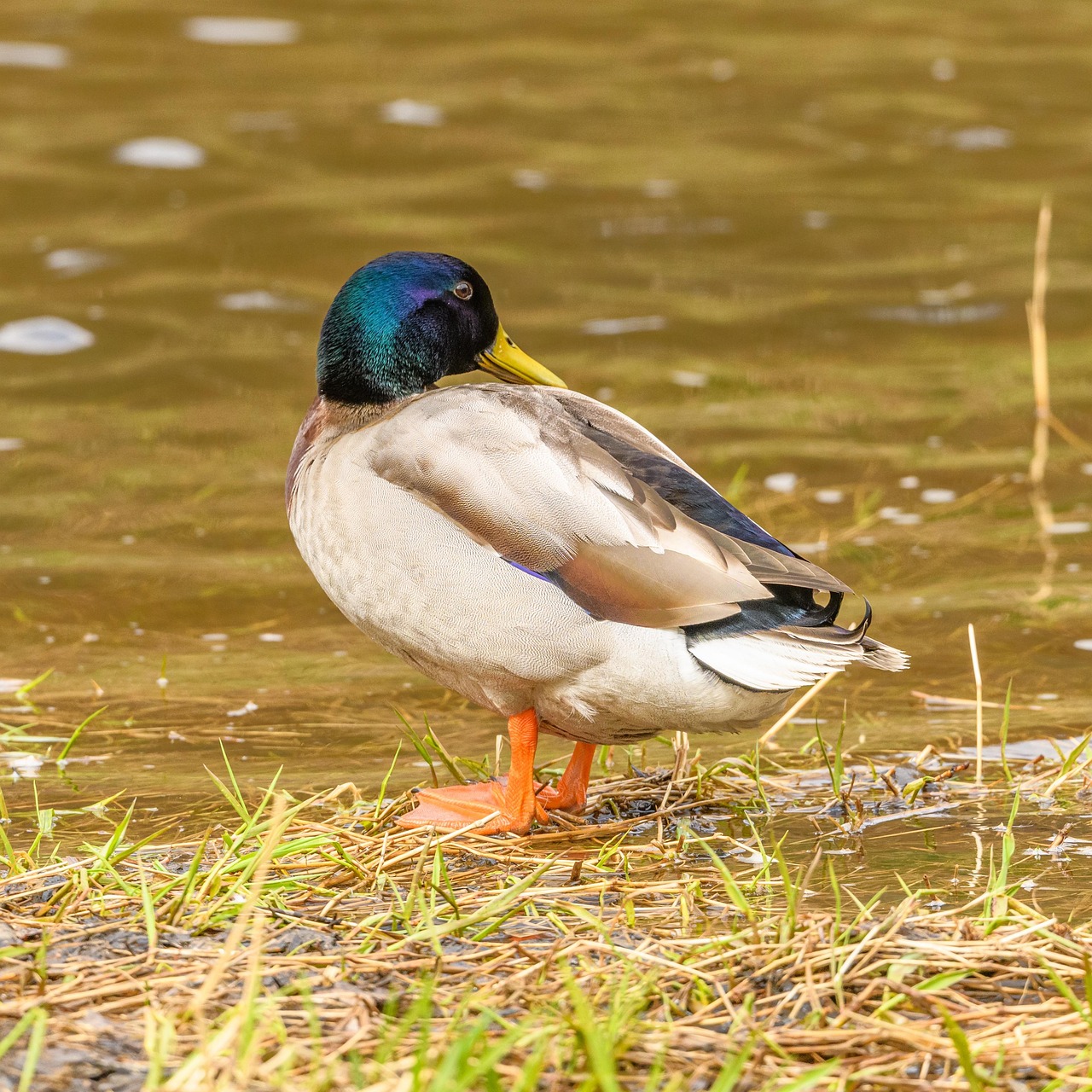 เป็ดน้ำ เป็ด นก Platyrhynchos - ภาพฟรีบน Pixabay - Pixabay