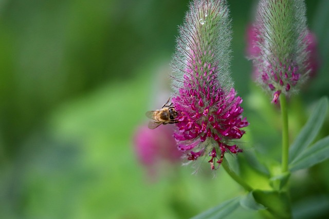 Free Purple Clover Bee photo and picture