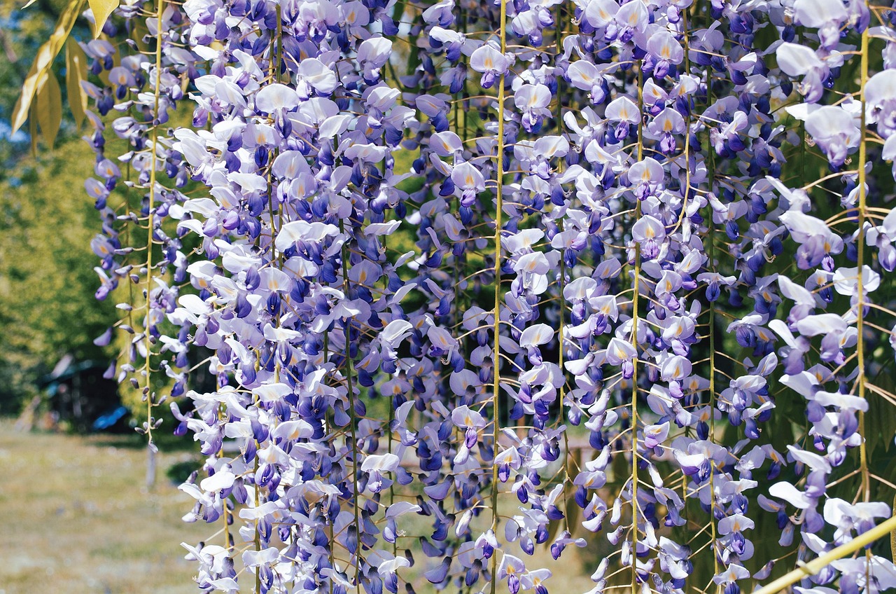 Glicina Flores Naturaleza Foto gratis en Pixabay