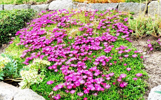 Free Front Yard Rock Garden photo and picture
