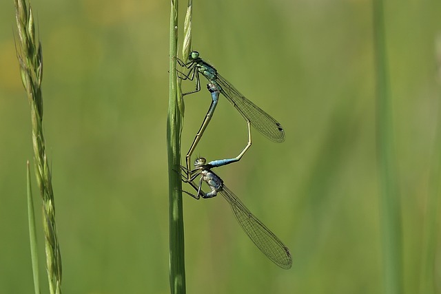 Dragonflies Pairing Insects - Free photo on Pixabay