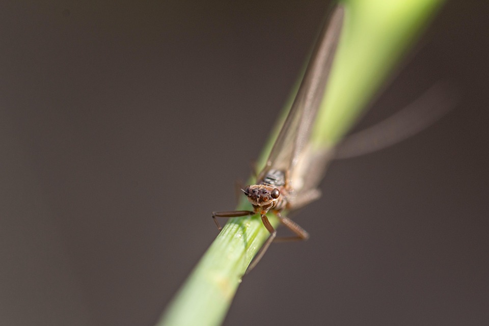 Vesper Insect Vespertina Fly Insect Tephritis - Free photo on Pixabay - Pixabay