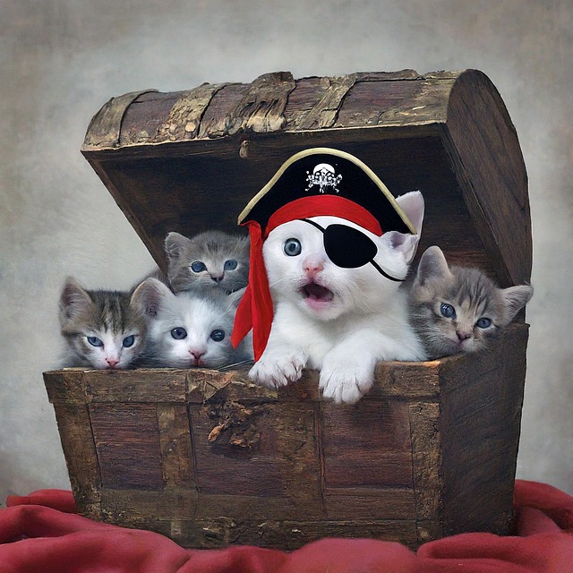 Free cat kitten pirate illustration