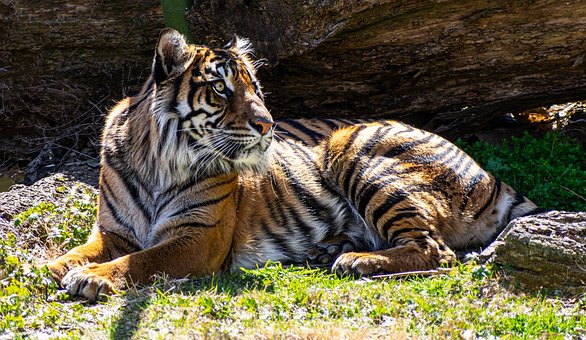 Free Tiger Feline photo and picture