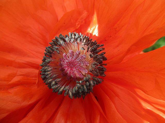Mohn, Blume, Blüte, Flora, Pflanze