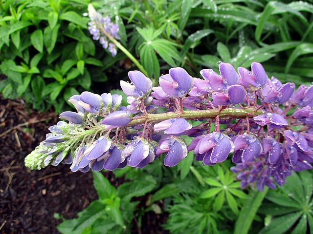 Lupine, Blume, Lila, Blüte, Pflanze