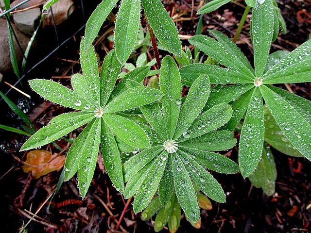 Blätter, Lupine, Pflanze, Grün, Blatt