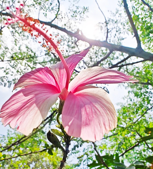 Free Hibiscus Nature photo and picture