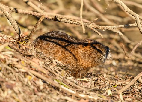 Free Coypu Nutria photo and picture