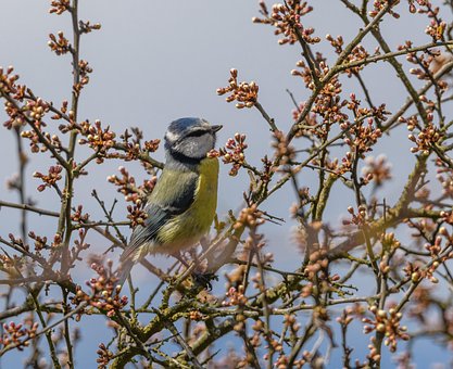 Free Eurasian Blue Tit Blue Tit photo and picture