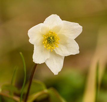 Free Flower Macro photo and picture
