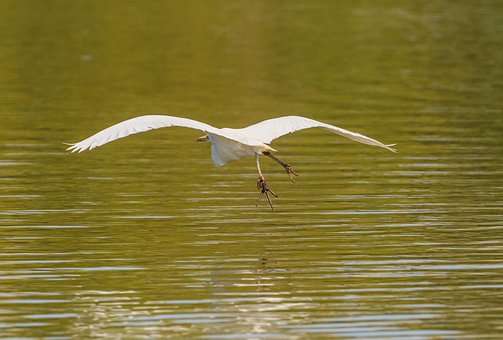 Free Great Egret Common Egret photo and picture