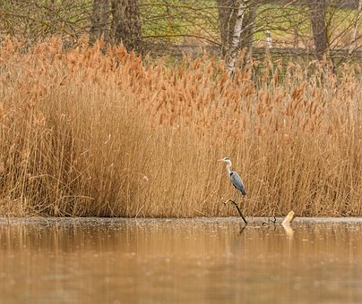 Free Heron Egret photo and picture