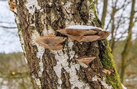 Free Polypores Fungus photo and picture