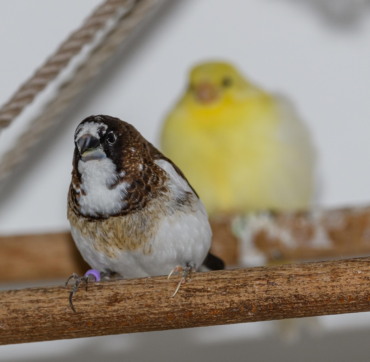 society-finch-bengalese-free-photo-on-pixabay-pixabay