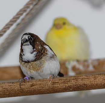 Free Society Finch Bengalese Finch photo and picture