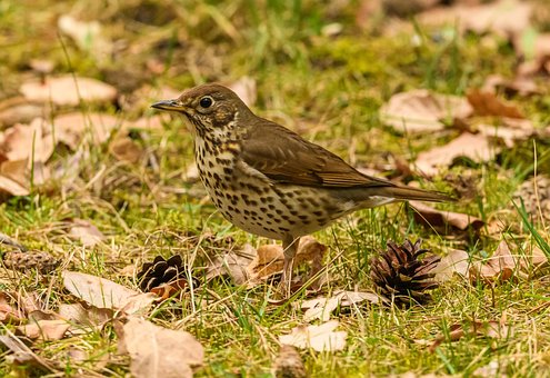 Free Thrush Song Thrush photo and picture