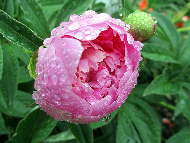 Blume, Pfingstrose, Blüte, Rosa