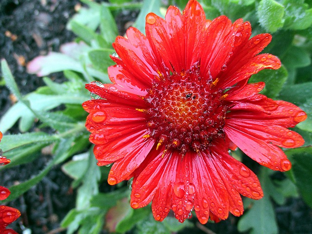 Blume, Gaillardia, Blüte, Rot, Flora