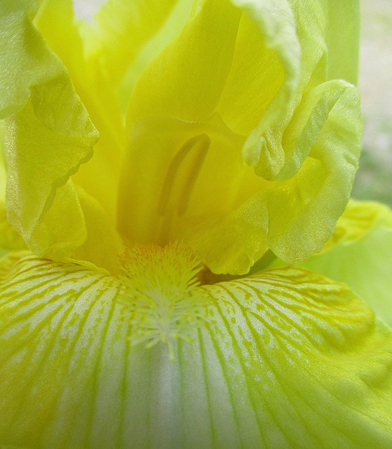 Blume, Iris, Blüte, Blütenblätter, Gelb