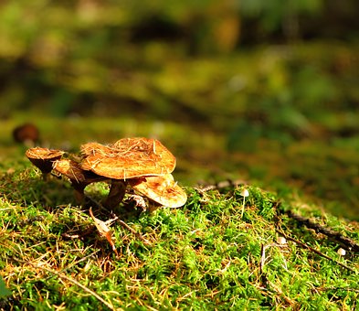 Free Mystical Wilderness photo and picture