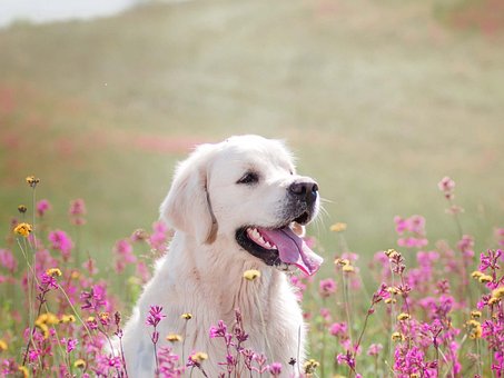 Free Small Dog photo and picture