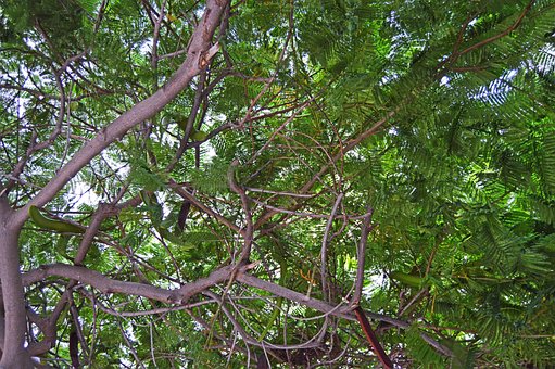 Free Tree Nature photo and picture