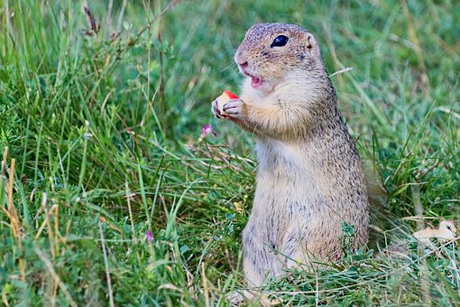 Free Ground Squirrel Animal photo and picture