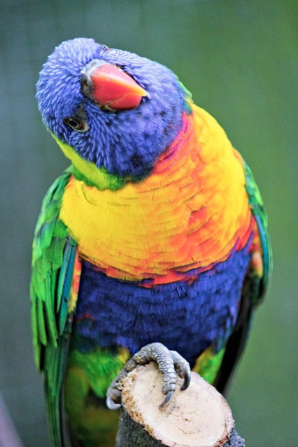 Free Parrot Bird photo and picture