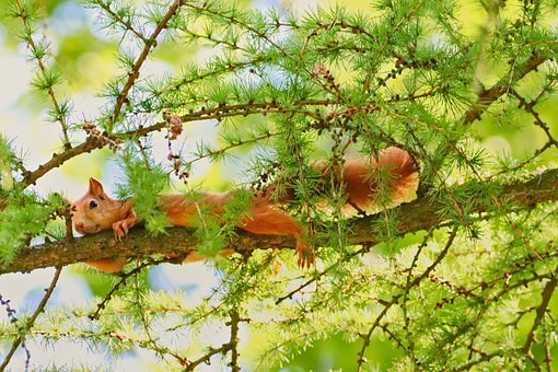 Free Squirrel Animal photo and picture