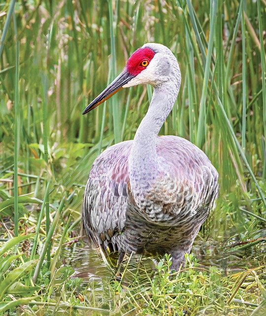 Sandhügelkran, Kran, Vogel, Tier, Federn