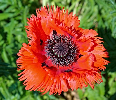 Free Flower Bloom photo and picture
