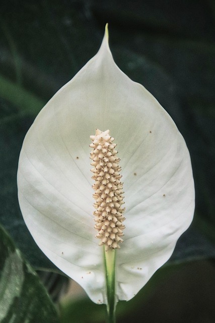 Free Flower Bloom photo and picture