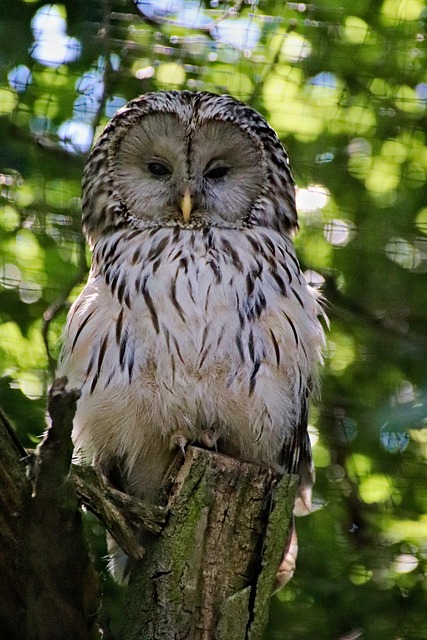 Free Owl Bird photo and picture