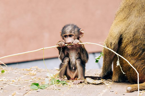 Bebê Macaco, Macaco, Filhote, Animal