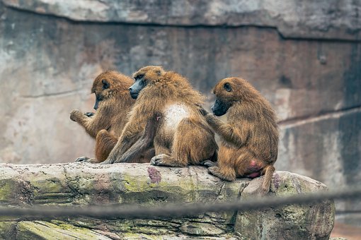 Macacos, Primatas, Babuíno, Família