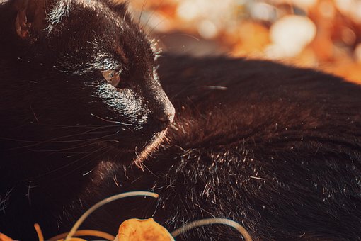 Katzen, Tier, Maskottchen, Kätzchen